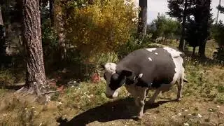 Far Cry® 5