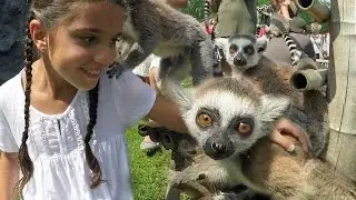 Play with monkeys, Playground with animals Lemure, Lemuridae, Lemurer
