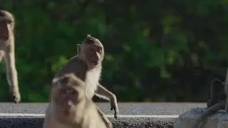 WILD Monkeys Taking Over Florida Neighborhoods? #wildmonkeylife #animalescape #floridawildlife #usa