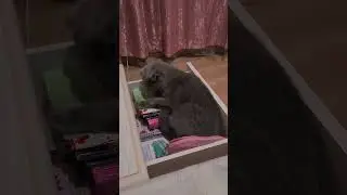 Стефан преисполнился в своём познании. #cat #catvideos #cats #catshorts