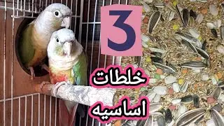 ماذا ياكل ببغاء جرين شيك كونيور خلطه حبوب أساسية