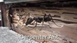 Bad Carpenter Ant Damage Grafton, Ma. USA | Bug Bully Pest Control