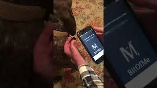 BitOfMe - The Road Home for a Lost Pet