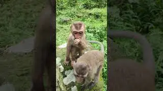 LOVE-monkey gate feed with me cute💐🐒DU7 #monkeys #viral #animals #shortsvideo #monkey #monkeyvideo