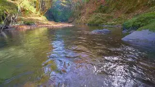 作業用｜暖かな日差しが射す、爽やかなせせらぎの水音 💦【4K自然音】
