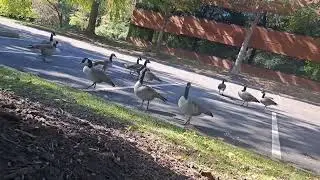 Feeding the Cousins
