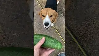 Толик любит огурцы 🥒 #dog #beagle #shorts #footballshorts