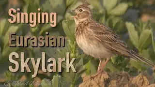 Skylark Song / Feldlerche Gesang