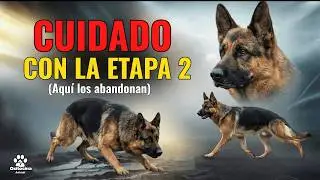 ¿Quieres un Pastor Alemán? Mira esto ANTES de tenerlo (Etapas y Cuidados)