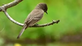 Eastern Phoebe singing / Moucherolle ph&eacute;bi chantant