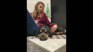 All the Good Dogs