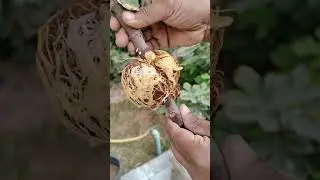 Cutting air layering of fig dauphine and putting it in pot