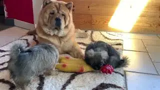 RIPPLAY avec les Tibby dans ses pattes