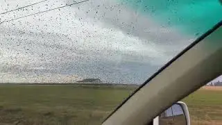 Flocks of blackbirds in Davis, CA - IMG 7930