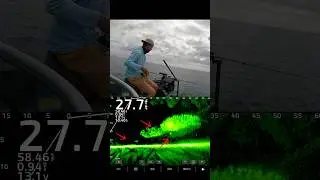 Find the bait, find the fish! #fishing #livescope #salmon #fishingtips #bigfish #fish #fishinglife