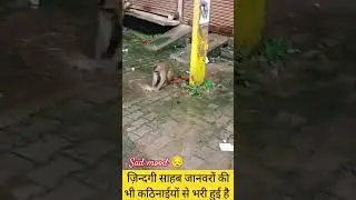 sad mood of monkey 🐒 #attitude #trending #viral #shorts #subscribe #sad