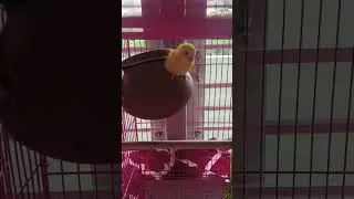 Eggs hatched ✔️ Now mom&rsquo;s routine: eat well, clean nest, care nonstop 🐣