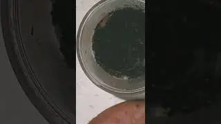 Pseudhapalopus Sp colombia #animalshorts #nature #video #all #shorts
