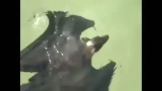 Bat swimming in water