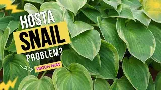 🌿Protect Your Hostas  - A Slug & Snail Control Tip 🐌