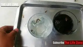 Side Effect Of Coca Cola and Sprite bottle | Shocking !