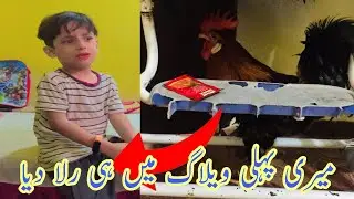 Turkish Angora |My First Vlog | Beautiful cat | Haider Ali | Village boy beautiful Vlog | YT trends