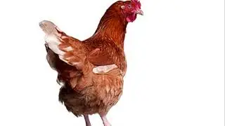 Chicken song 10 hours
