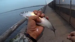 HERRING FISHING New Years Eve - HAPPY NEW YEAR - Watching the HERRINGS Drop