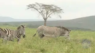 The Difference Beteen The Common Zebra And Grevy's Zebra