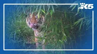 Point Defiance Zoo welcomes new tiger
