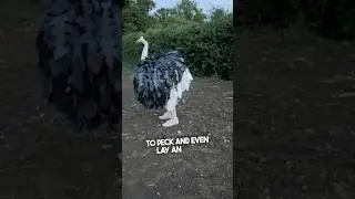 Ее костюм на Хэллоуин совсем другой 😂