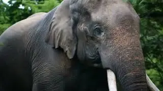  #freefireshorts #nature #anime #ai #wildlife #elephant #srilanka #vairal#shortsvideo#shorts 