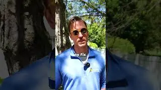 How to Grow Grass Under Pine Trees!