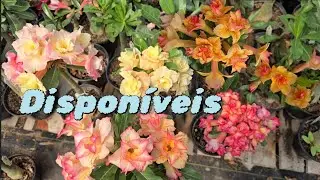 Enxertos de Lançamento lindas e super floriferas vrs 10, vrs 12, ids pombinha, canan, BRD, BR...