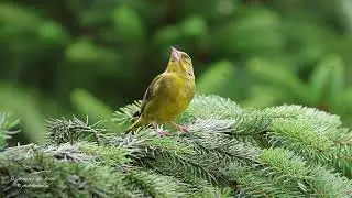 Greenfinch (Chloris chloris)
