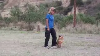 veranis k9 center