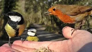 Hand Feeding Birds - Flying in Slow Motion