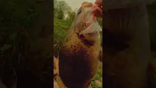 8lb mandarin fish