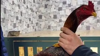 Ассалому АЛЕЙКУМ парвозлар учун Томоша йохса ЛАЙК БОСИБ КОЯМИЗ 🤘 