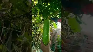 #12th no. of lauki harvest from my garden 😊#harvest #youtubeshorts #gardenupdate