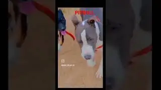 APBT PITBULL KILLER DOG vs AMERICAN BULLY shadow fight 😈😈@Pitbull @doglovershorts