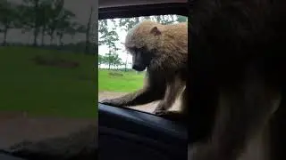 Monkey business...Remind you of anything Peter Kay.