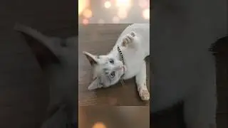 O gato Juninho j&aacute; mostra os instintos felinos. De lutinha pai. #gatos #cat #pets