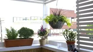 How to decorate a small rental apartment balcony - LA edition - part 1