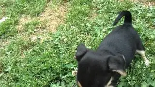Rat Terrier/ Jack Russell mix pups
