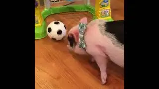 Why are pigs your spirit animal? 🐷🌟