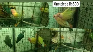 Fischer bird sale 600Rs piece kam se kam saste me lene ke liye connect kare saste me aache subscribe