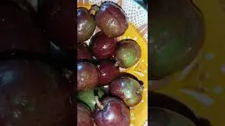 siniguelas , Spanish plum #siniguelas #spanishplum