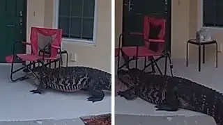 Alligator With Chair on Head Knocks on Doors in Florida