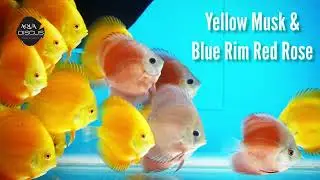 DISCUS SALE ✨ Yellow - Musk & CKB, Blue Rim Red Rose, Super Red Passion, Blue - Diamond & Turquoise